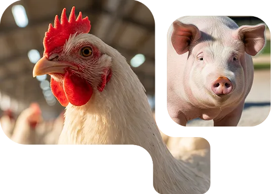 Neotegra™