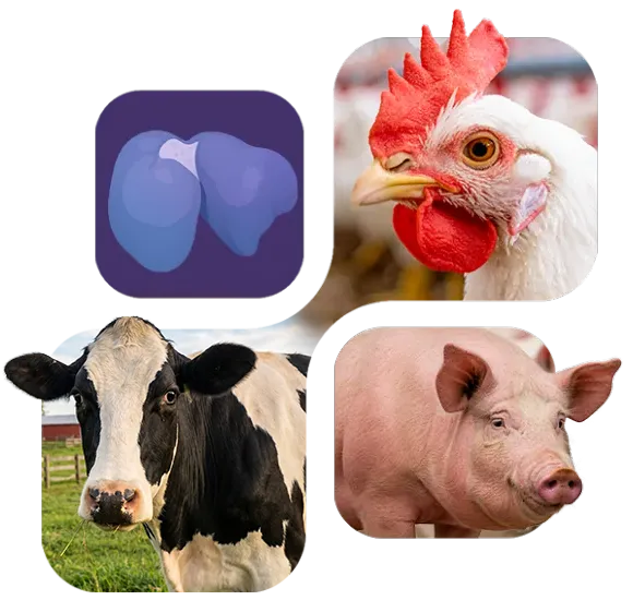 LivoLiv™